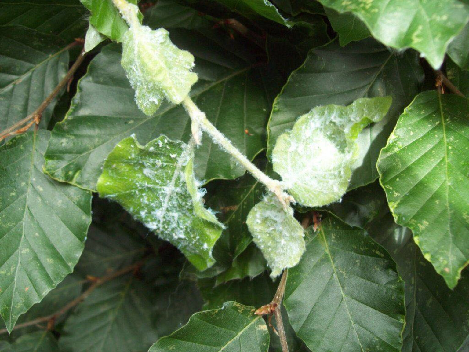 Onkruid- en ziektebestrijding